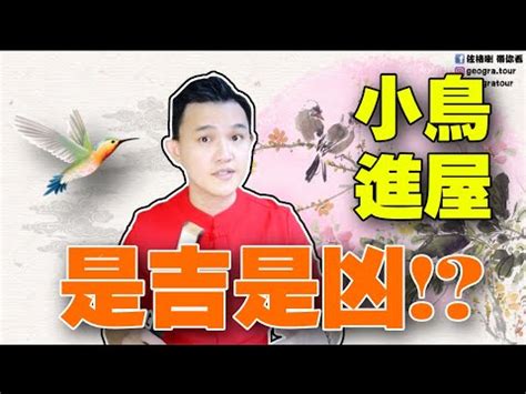 麻雀築巢好運|【麻雀做窩】麻雀飛進家裡築巢？居家風水大解析！